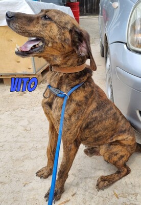 Vito, Mischling - Rüde