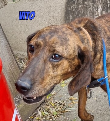 Vito, Mischling - Rüde