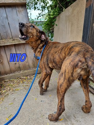 Vito, Mischling - Rüde
