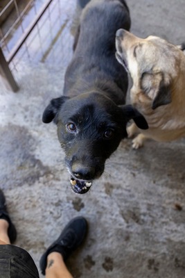 Vito – ein sanfter Riese sucht sein Für-immer-Zuhause