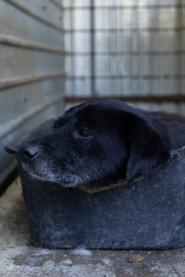 Vito – ein sanfter Riese sucht sein Für-immer-Zuhause, Mischling - Rüde