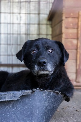 Vito – ein sanfter Riese sucht sein Für-immer-Zuhause, Mischling - Rüde