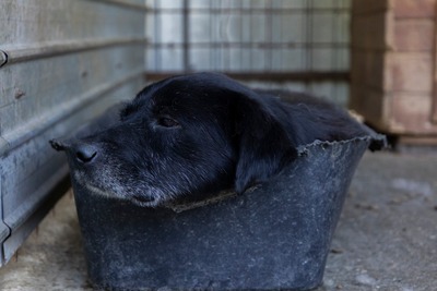 Vito – ein sanfter Riese sucht sein Für-immer-Zuhause, Mischling - Rüde