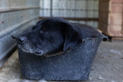 Vito – ein sanfter Riese sucht sein Für-immer-Zuhause, Mischling - Rüde