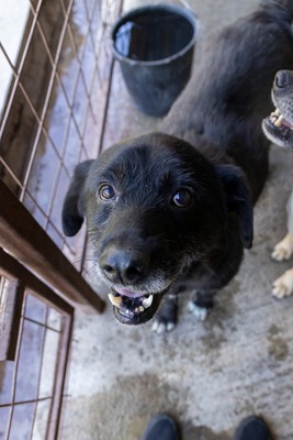 Vito – ein sanfter Riese sucht sein Für-immer-Zuhause, Mischling - Rüde