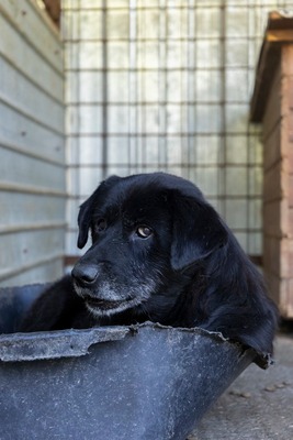 Vito – ein sanfter Riese sucht sein Für-immer-Zuhause, Mischling - Rüde