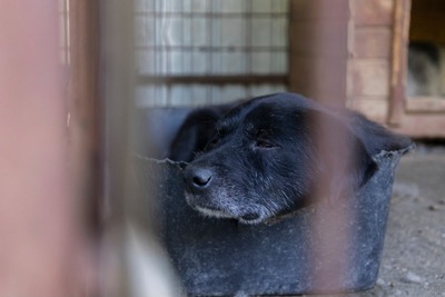 Vito – ein sanfter Riese sucht sein Für-immer-Zuhause, Mischling - Rüde