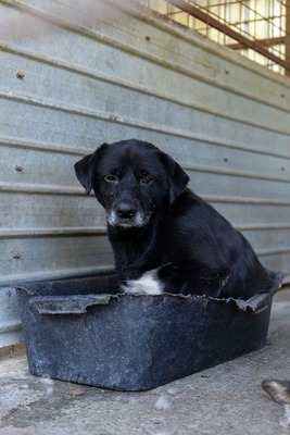 Vito – ein sanfter Riese sucht sein Für-immer-Zuhause, Mischling - Rüde