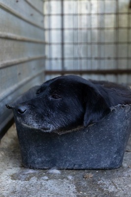 Vito – ein sanfter Riese sucht sein Für-immer-Zuhause, Mischling - Rüde