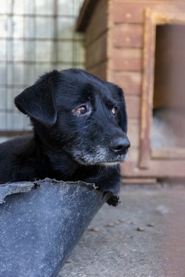 Vito – ein sanfter Riese sucht sein Für-immer-Zuhause, Mischling - Rüde
