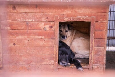 Vito – ein sanfter Riese sucht sein Für-immer-Zuhause, Mischling - Rüde