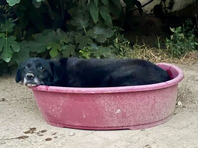 Vito sucht seinen Herzensmenschen