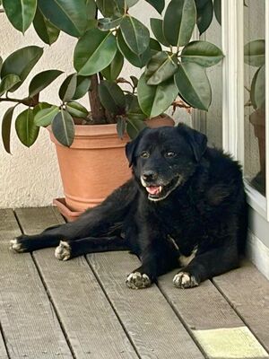Vito sucht seinen Herzensmenschen, Mischling - Rüde