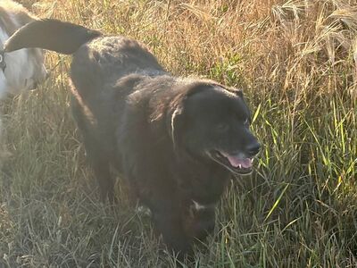 Vito sucht seinen Herzensmenschen, Mischling - Rüde