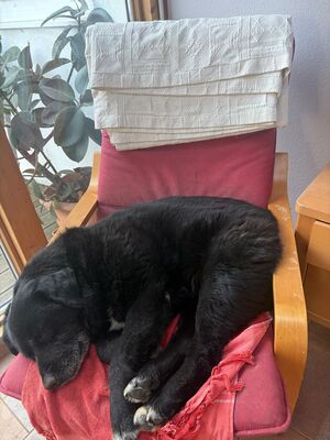 Vito sucht seinen Herzensmenschen, Mischling - Rüde