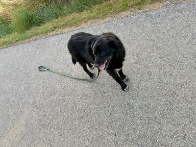 Vito sucht seinen Herzensmenschen, Mischling - Rüde