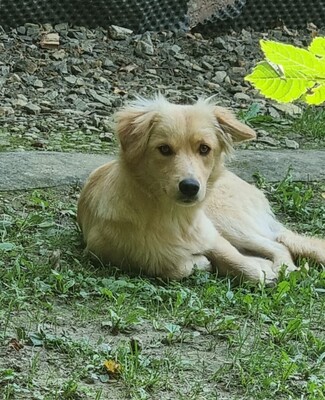 Vitus sucht sein für immer Zuhause, Mischling Welpen - Rüde