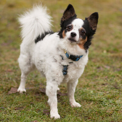 Viva, Chihuahua-Mix - Hündin