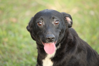 Vivi, Mischling Welpen - Hündin