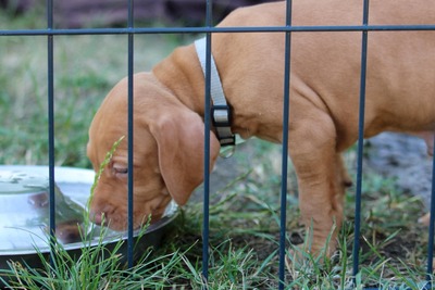 Vizsla