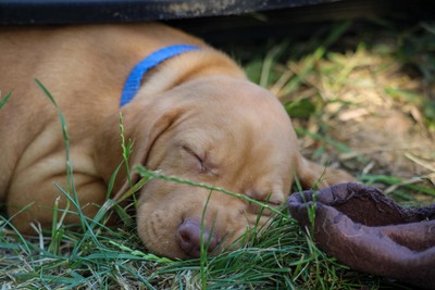Vizsla, Magyar Vizsla Welpen - Rüde