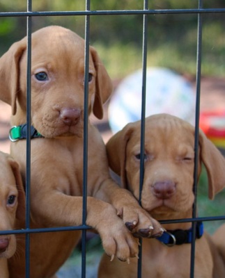 Vizsla, Magyar Vizsla Welpen - Rüde