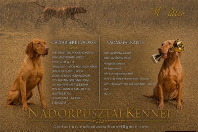 Vizsla, Magyar Vizsla Welpen - Rüde