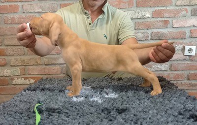 Vizsla, Magyar Vizsla Welpen - Rüde