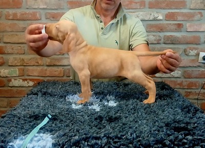 Vizsla, Magyar Vizsla Welpen - Rüde