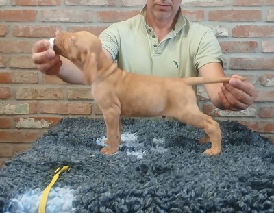 Vizsla, Magyar Vizsla Welpen - Rüde