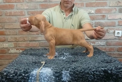 Vizsla, Magyar Vizsla Welpen - Rüde