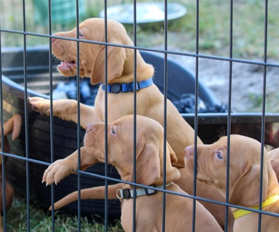 Vizsla, Magyar Vizsla Welpen - Rüde