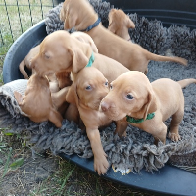 Vizsla, Magyar Vizsla Welpen - Rüde