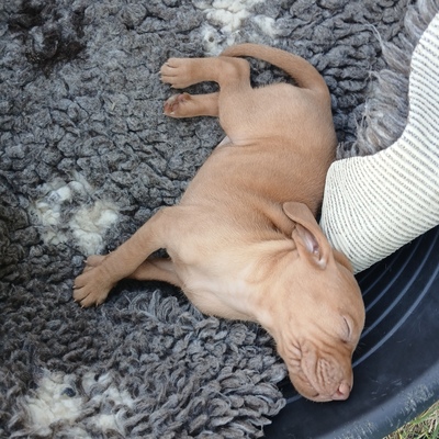Vizsla, Magyar Vizsla Welpen - Rüde