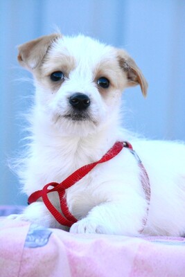 Volvo sucht eigene Familie, Yorki-Mischling Welpen - Rüde