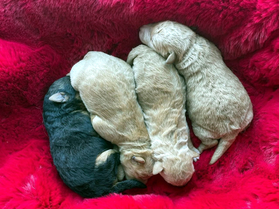 Vom Amur, Lakeland-Terrier Welpen - Rüde