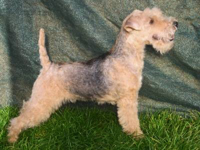 Vom Amur, Lakeland-Terrier Welpen - Rüde