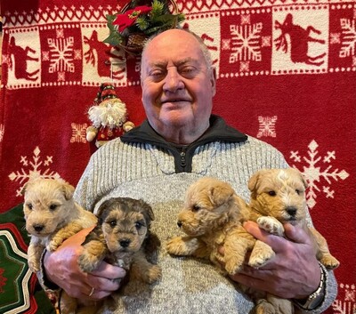 Vom Amur, Lakeland-Terrier Welpen - Rüde