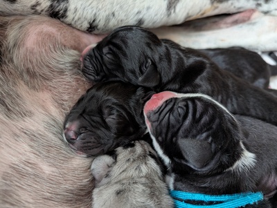 Vom Feuerphönix, Deutsche Dogge Welpen - Rüde