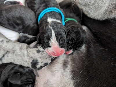 Vom Feuerphönix, Deutsche Dogge Welpen - Rüde