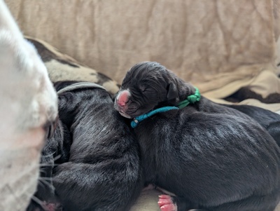 Vom Feuerphönix, Deutsche Dogge Welpen - Rüde