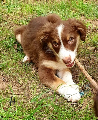 Vom Keltertal, Miniatur Australien Shepherd Welpen - Hündin