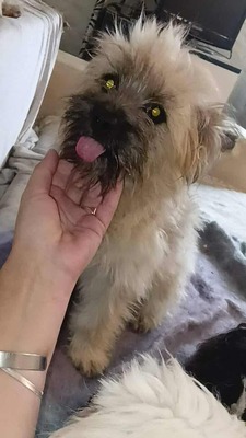 Vom Straßenhund zum Familienhund, Zwerg Luca sucht seine Familie, Mischling - Rüde