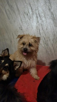 Vom Straßenhund zum Familienhund, Zwergerl Luca sucht ihre Familie, Mischling - Hündin