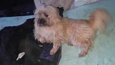 Vom Straßenhund zum Familienhund, Zwergerl Luca sucht ihre Familie, Mischling - Hündin