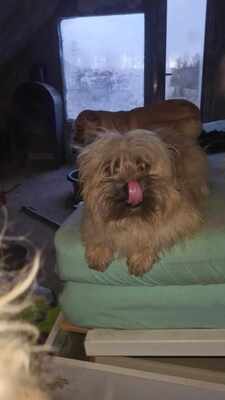 Vom Straßenhund zum Familienhund, Zwergerl Luca sucht ihre Familie, Mischling - Hündin