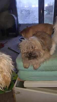 Vom Straßenhund zum Familienhund, Zwergerl Luca sucht ihre Familie, Mischling - Hündin