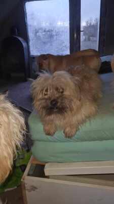 Vom Straßenhund zum Familienhund, Zwergerl Luca sucht ihre Familie, Mischling - Hündin