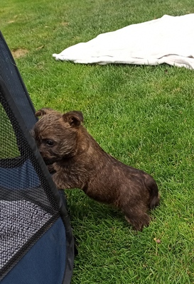 Von der Scheerhorner Haar, Cairn Terrier Welpen - Hündin