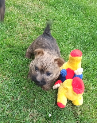 Von der Scheerhorner Haar, Cairn Terrier Welpen - Hündin